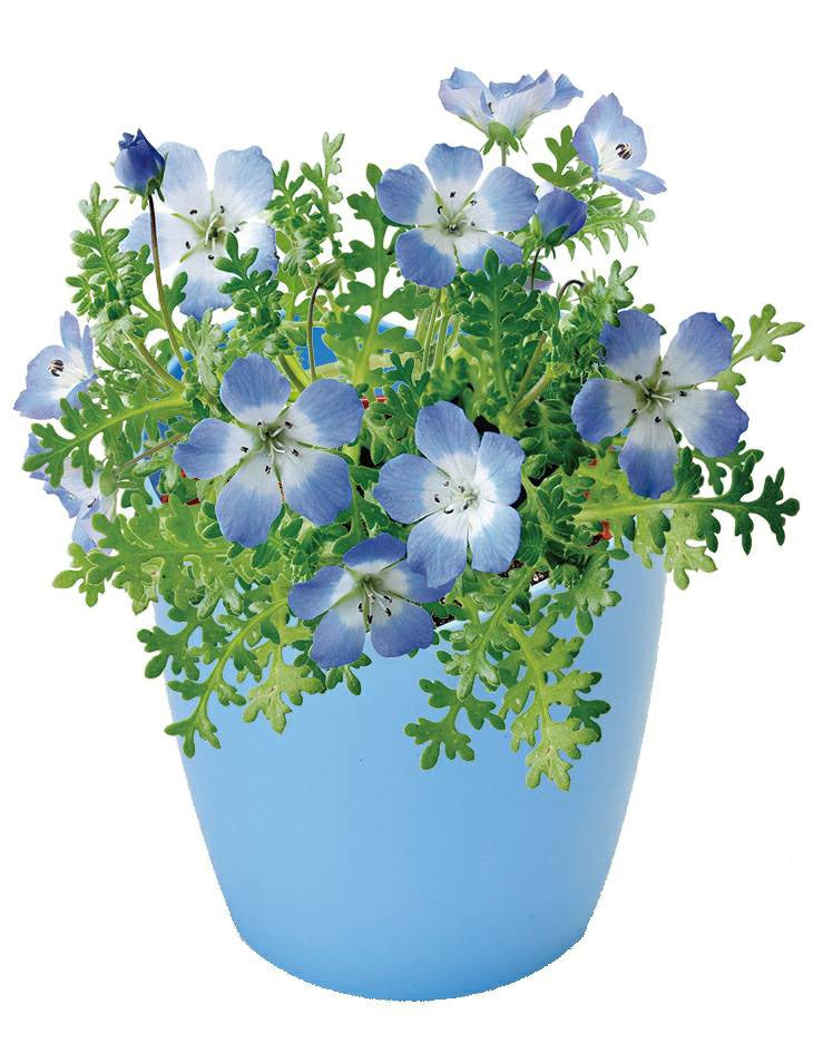 天空之花 Sky Blue Flower-Nemophila
