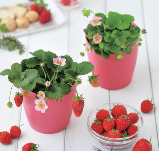 Strawberry Bloom pink flowers