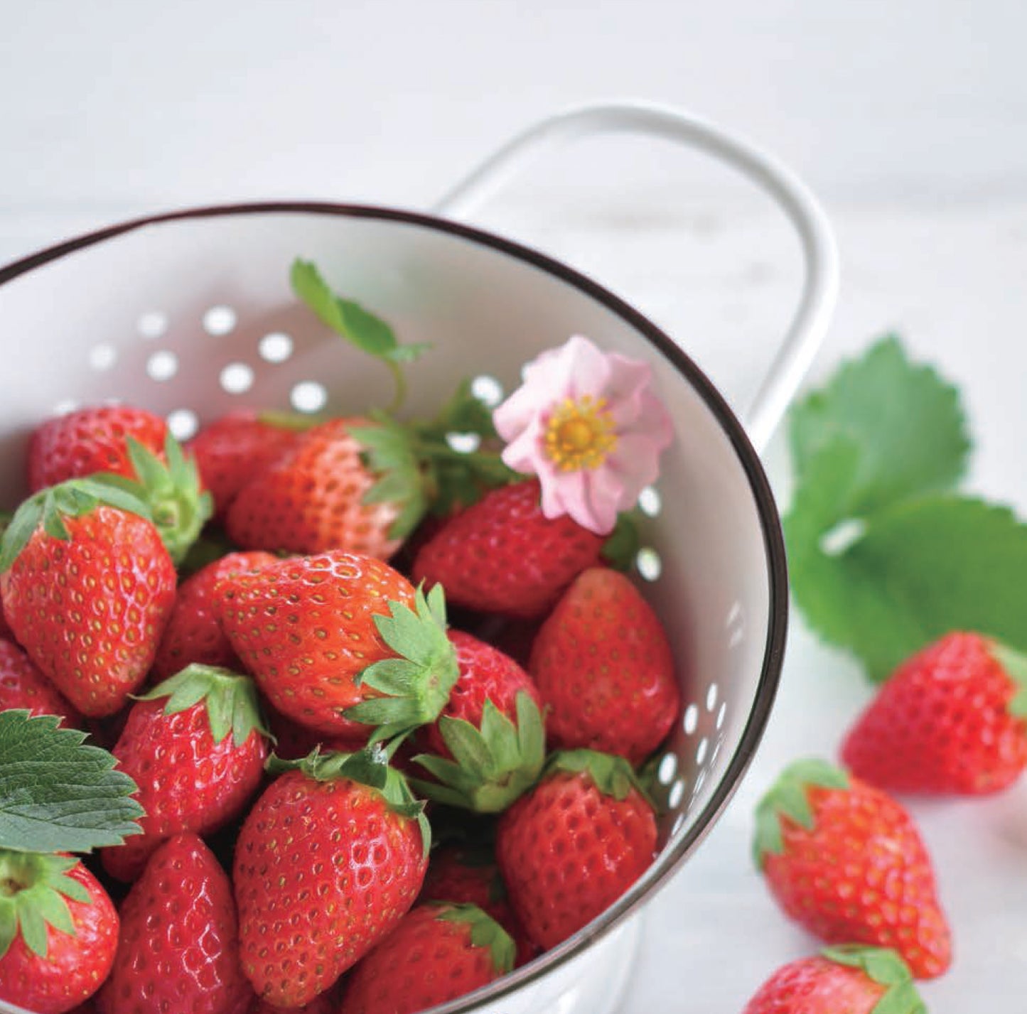 Strawberry Bloom pink flowers