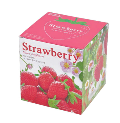 士多啤梨盒子 Strawberry Bloom pink flowers