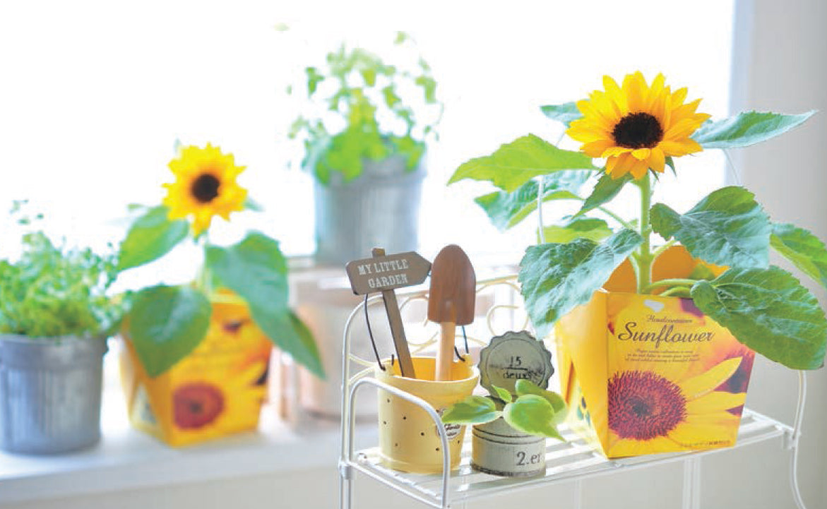 Floral Container Smile Sunflower