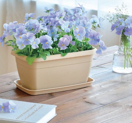Pansy/Cosmos/Small Sunflower