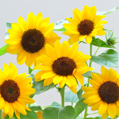 Floral Container Smile Sunflower