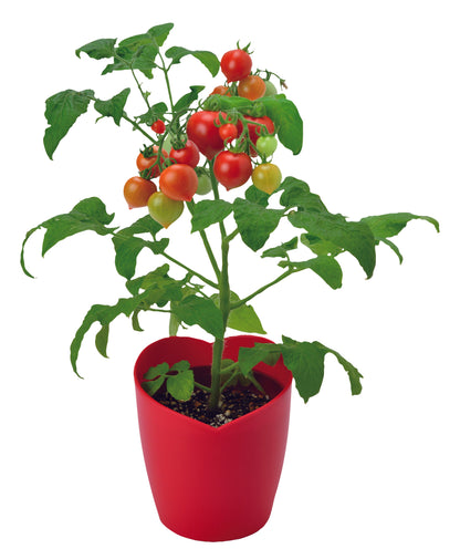 Heart-shaped tomato potted plant Heartomato Set