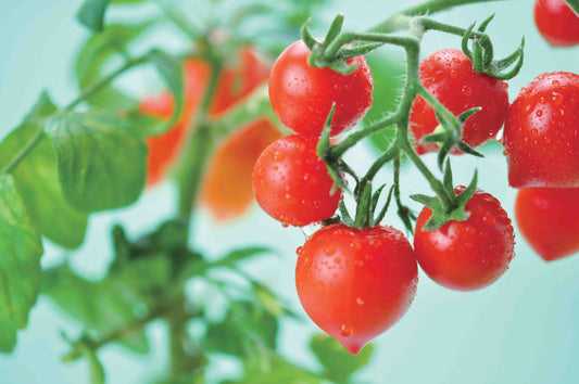 Heart-shaped tomato potted plant Heartomato Set