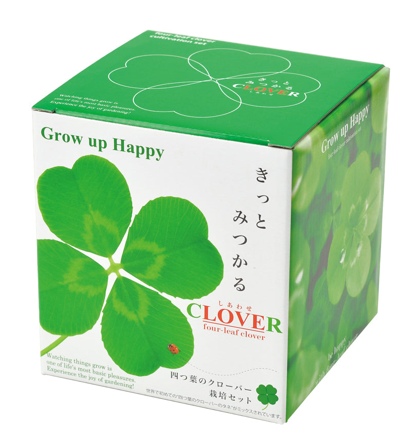Four-Leaf Clover potted plant
