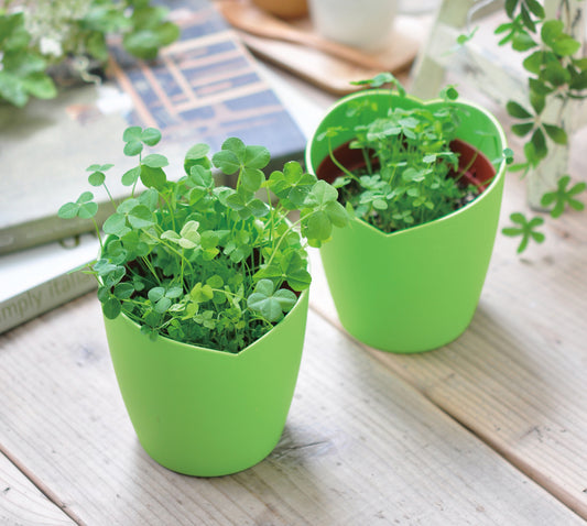 Four-Leaf Clover potted plant