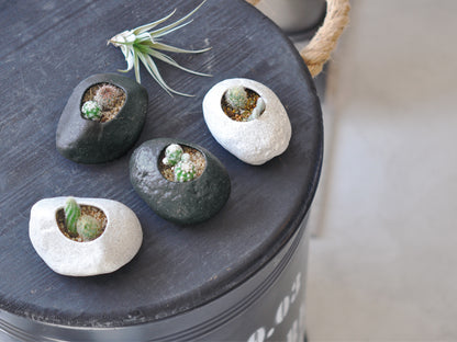 Plants Rock Cactus - Black