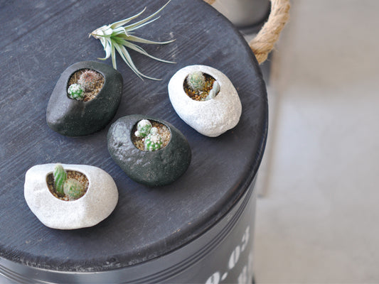 Plants Rock Cactus - Black