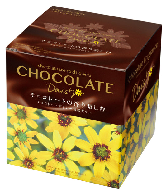 Chocolate Flower Potted Plant Chocolate Flower