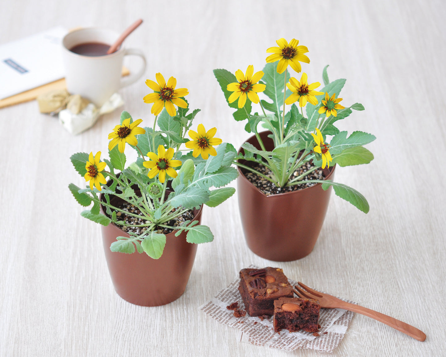 Chocolate Flower Potted Plant Chocolate Flower