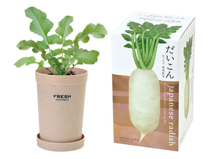 Indoor potted wild vegetables with large roots