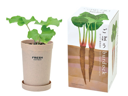 Indoor potted wild vegetables with large roots
