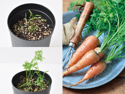 Indoor potted wild vegetables with large roots