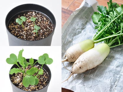 Indoor potted wild vegetables with large roots