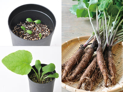 Indoor potted wild vegetables with large roots