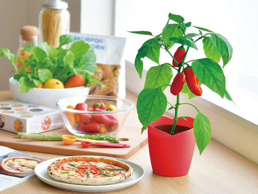 Mini Potted Pepper-Red/Yellow Pepper PAPRIKA