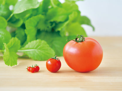 Mini Tomato Cultivation Kit MICRO TOMATO