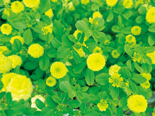 Small yellow flowers (Prairie Clover)