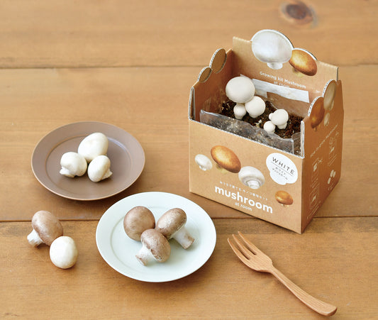 Small pot for growing mushrooms at home‧Imported from Japan‧Gardening‧Home‧Decoration