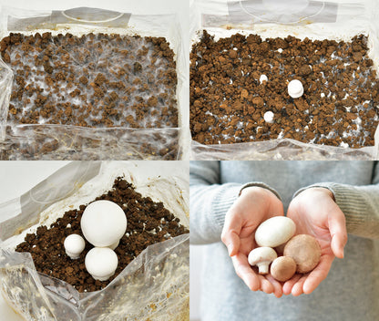 Small pot for growing mushrooms at home‧Imported from Japan‧Gardening‧Home‧Decoration