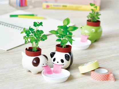 Peropon automatic water-absorbing small potted plant - clover/basil