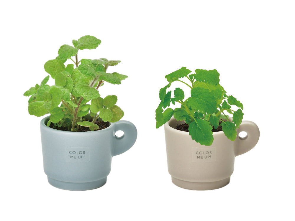 ColorMe Up迷你馬克杯小盆栽系列