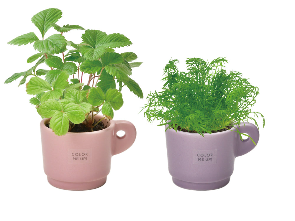 ColorMe Up迷你馬克杯小盆栽系列