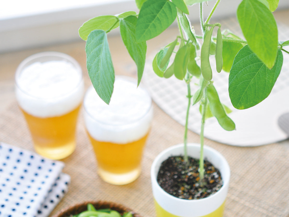 Branch bean cultivation kit Edamame