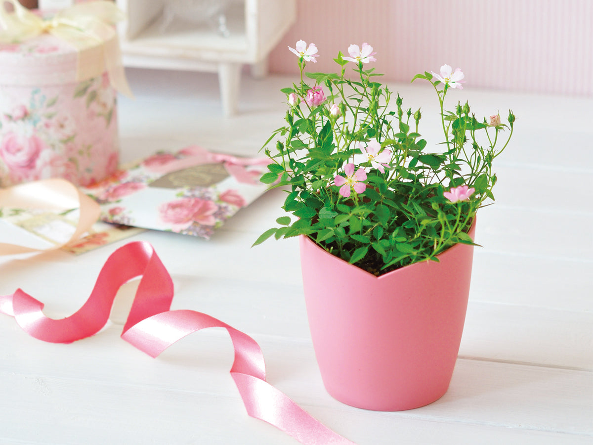 Mini RoseMini Rose