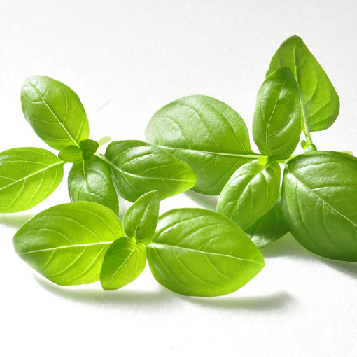 Fresh Herb, a small potted plant that automatically absorbs water - Italian coriander/mint/basil
