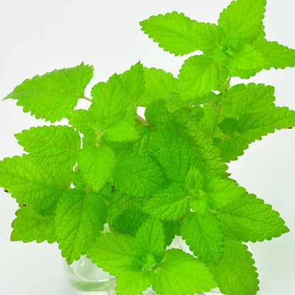 Automatic water-absorbing Green Pet small potted plant‧Imported from Japan 