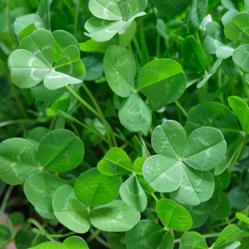 Four-Leaf Clover potted plant