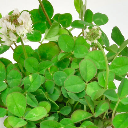 Peropon automatic water-absorbing small potted plant - clover/basil