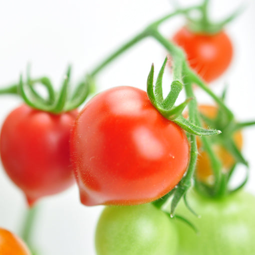 Heart-shaped tomato potted plant Heartomato Set